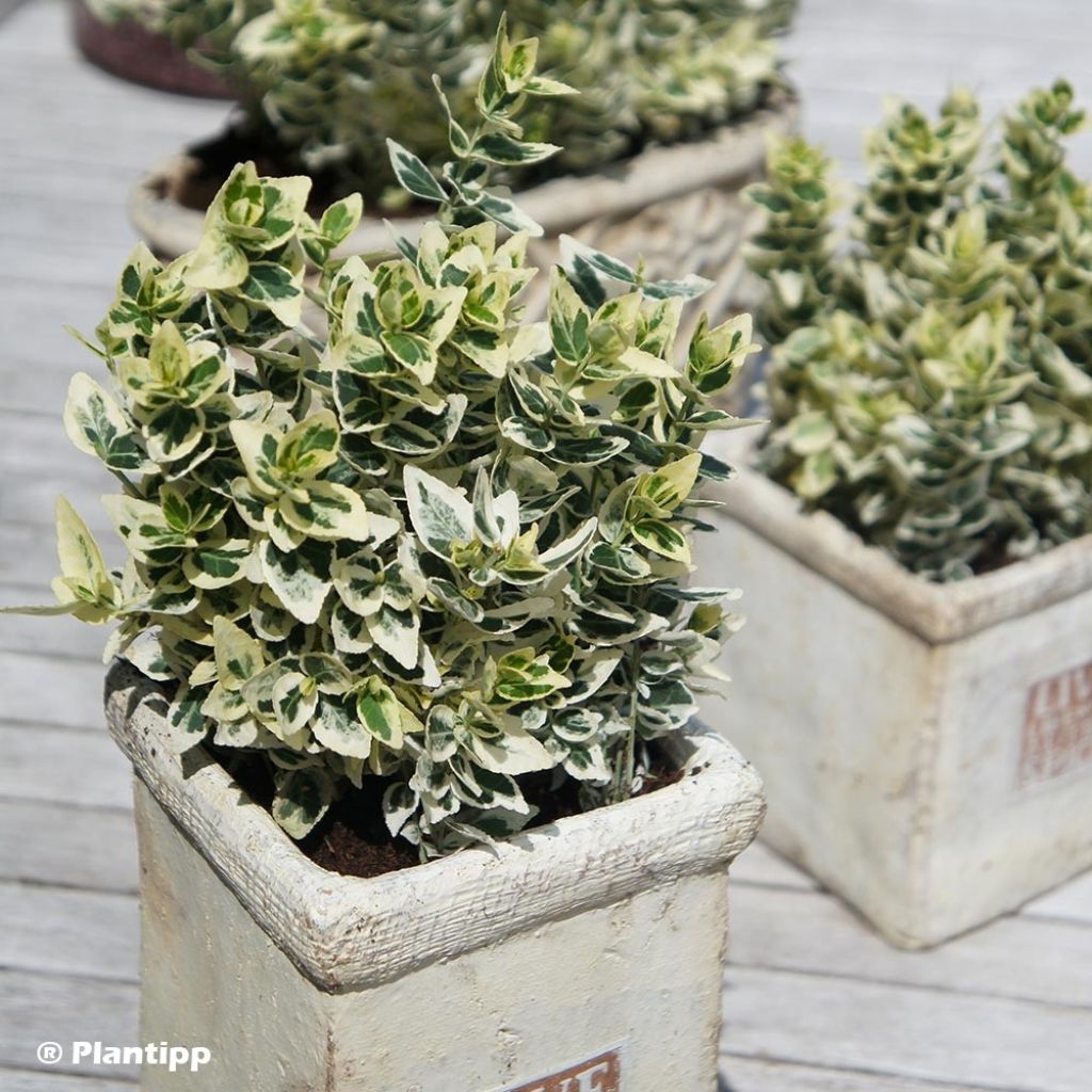 Euonymus fortunei Dan's Delight - Fusain persistant