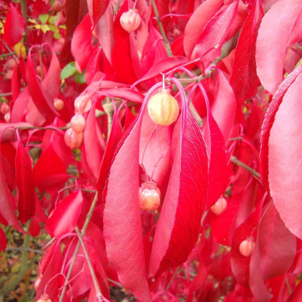 Euonymus grandiflorus Red Wine - Fusain