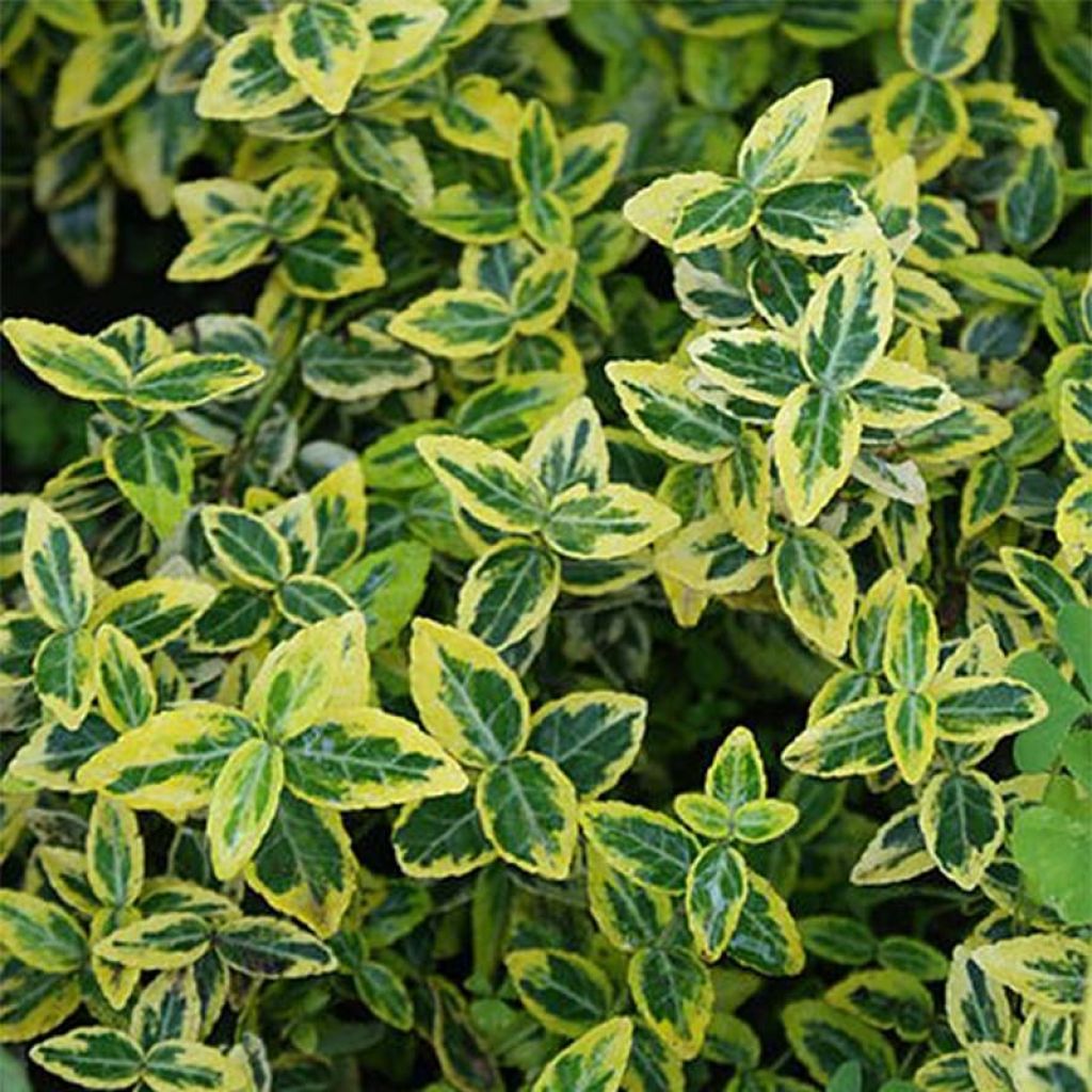 Euonymus japonicus - Fusain du Japon