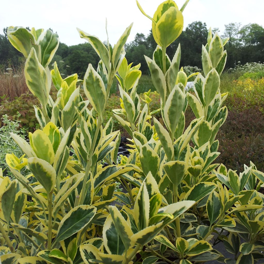 Euonymus japonicus Bravo - Fusain du Japon panaché.