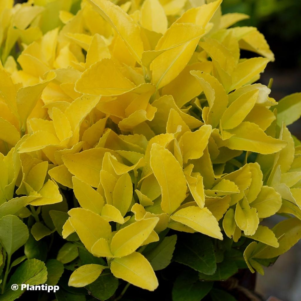 Euonymus japonicus El Dorado - Fusain du Japon