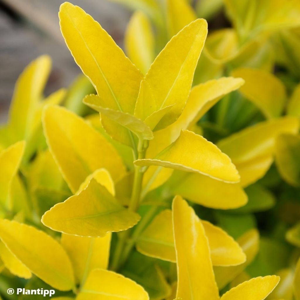 Euonymus japonicus El Dorado - Fusain du Japon