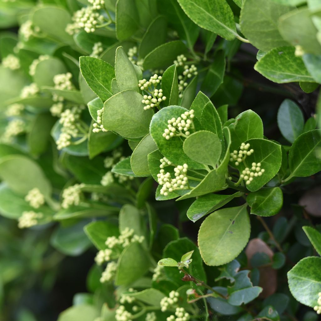 Fusain du Japon - Euonymus japonicus - Arbuste persistant de haie