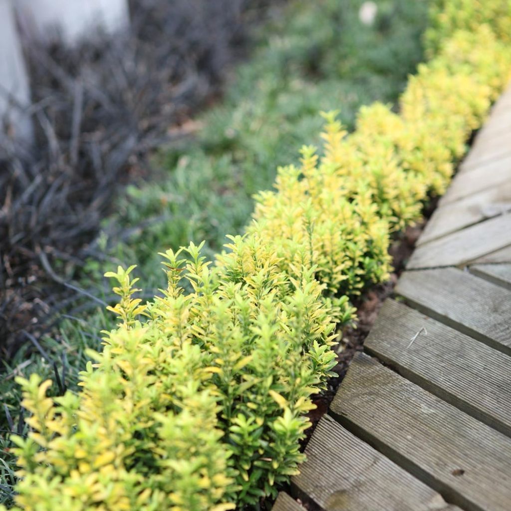 Euonymus japonicus Happiness - Fusain du Japon nain