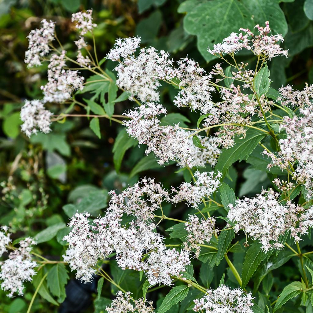 Eupatorium Bartered Bride - Eupatoire