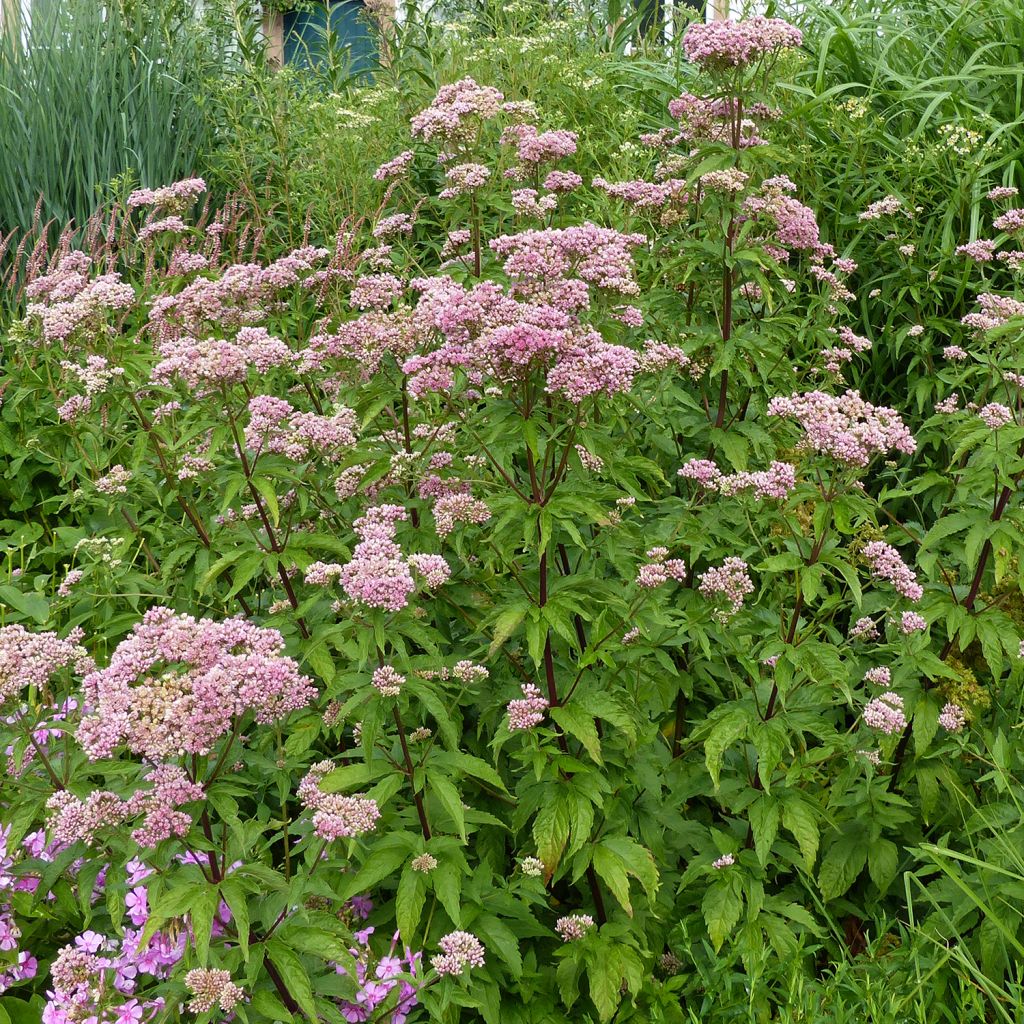 Eupatorium cannabinum Plenum, Eupatoire