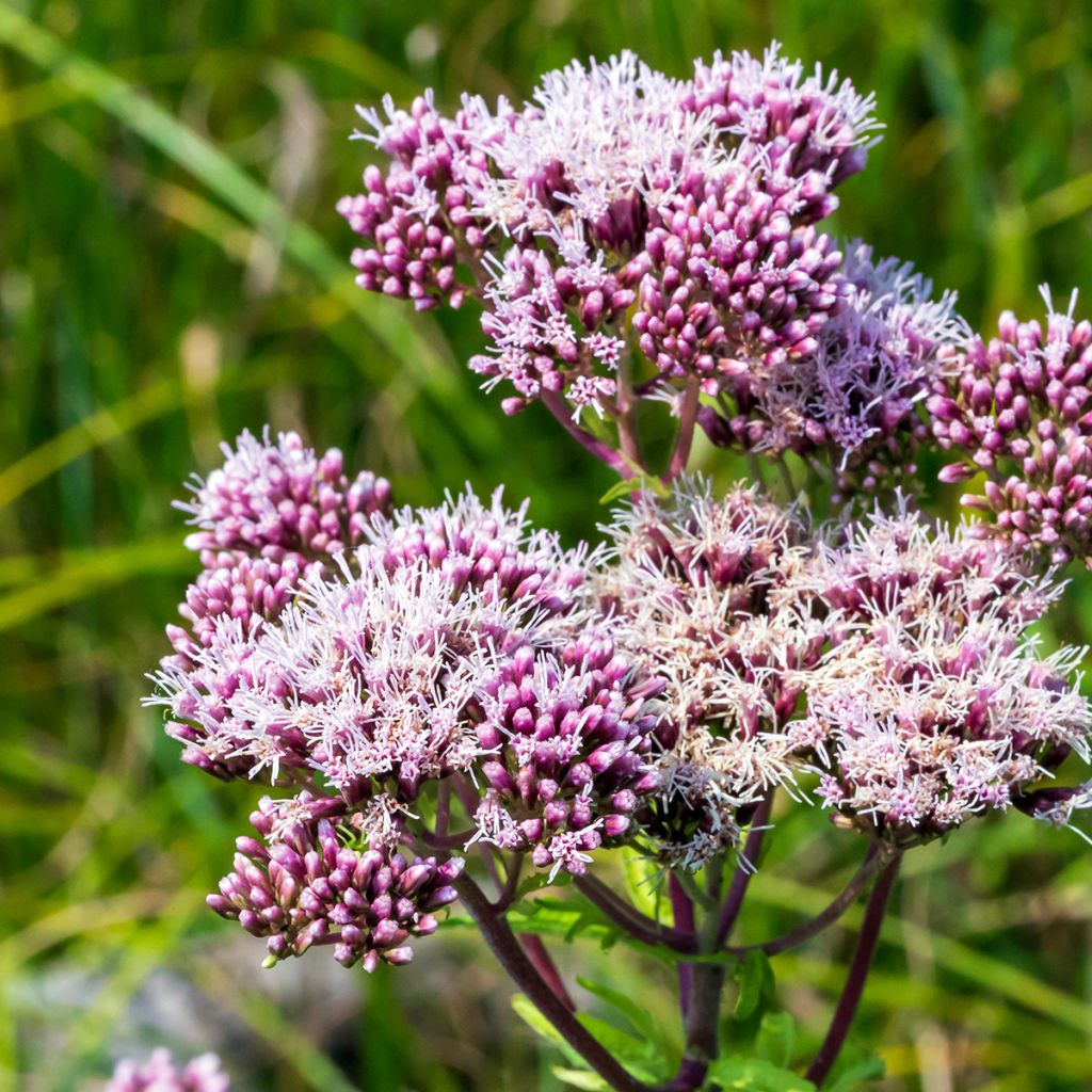 Eupatorium cannabinum Plenum - Eupatoire