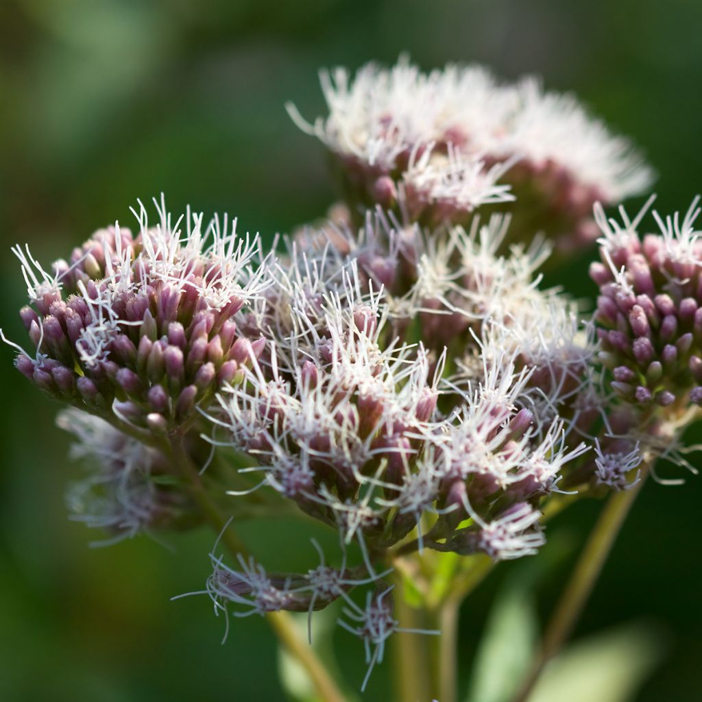 Eupatorium cannabinum Plenum - Eupatoire