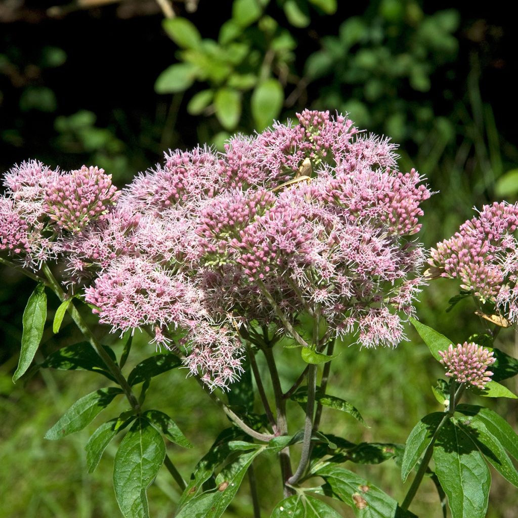 Eupatorium cannabinum Plenum - Eupatoire