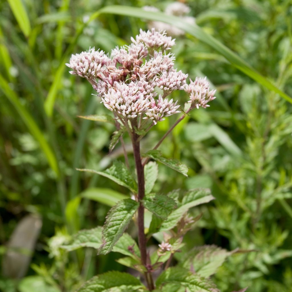 Eupatorium chinensis, Eupatoire