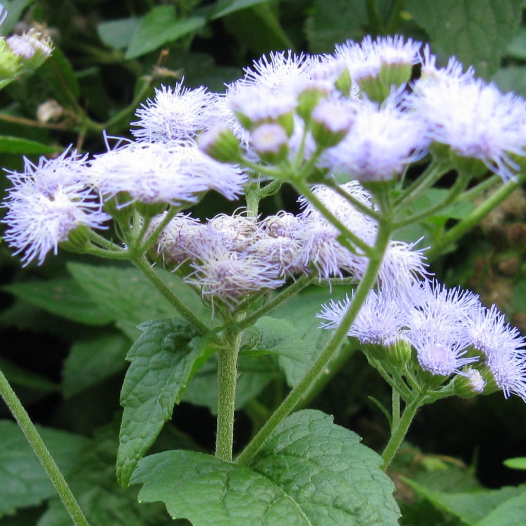 Eupatorium coelestinum, Eupatoire