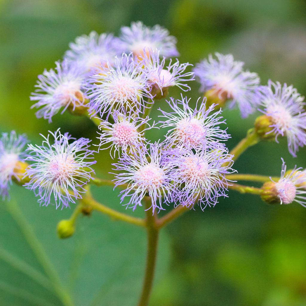 Eupatorium coelestinum, Eupatoire