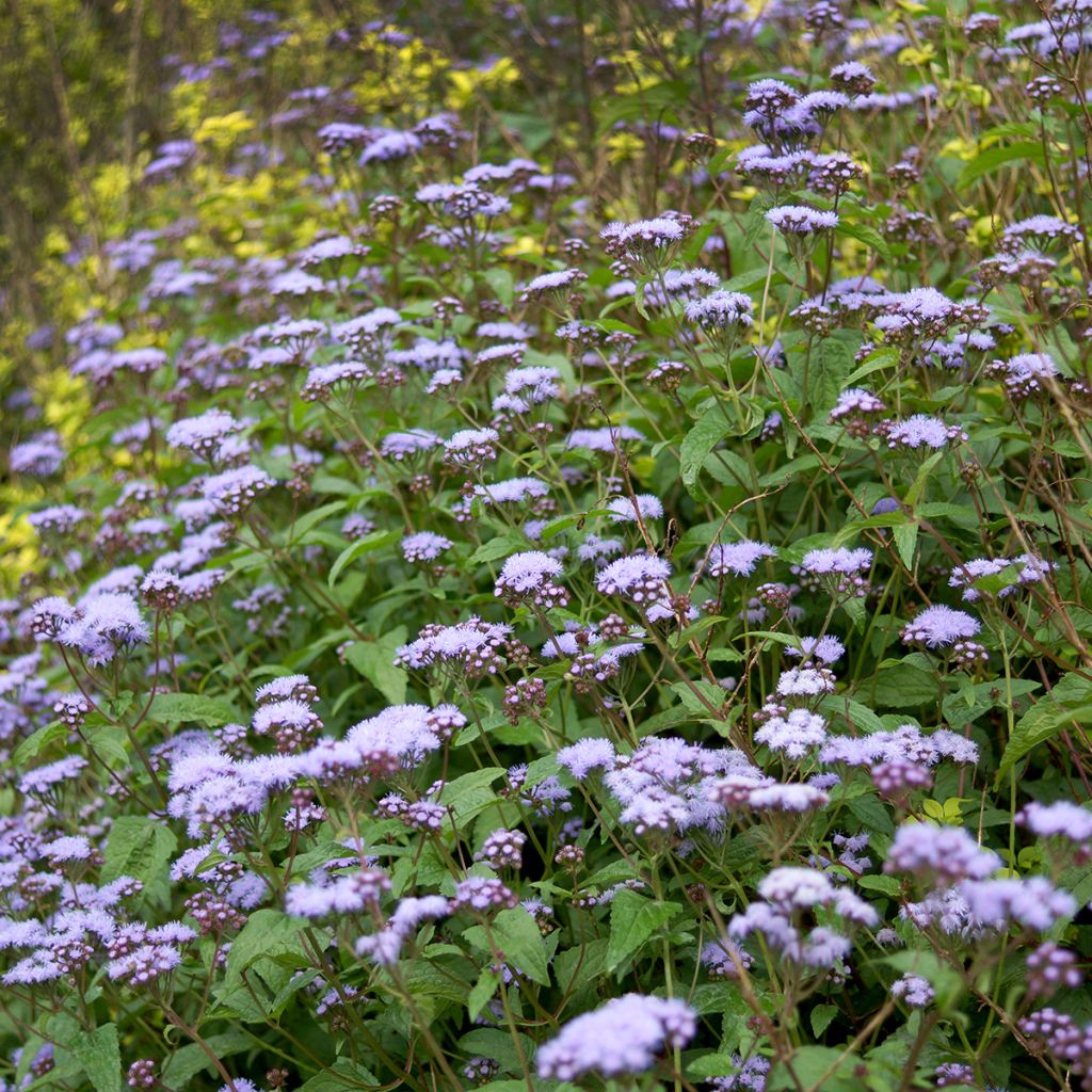 Eupatorium coelestinum, Eupatoire