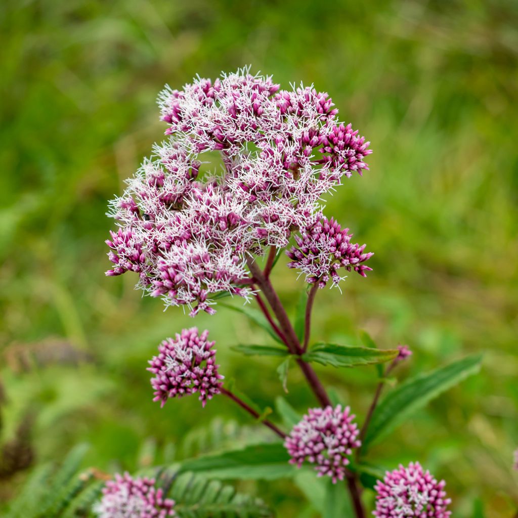 Eupatorium fistulosum Atropurpureum, Eupatoire