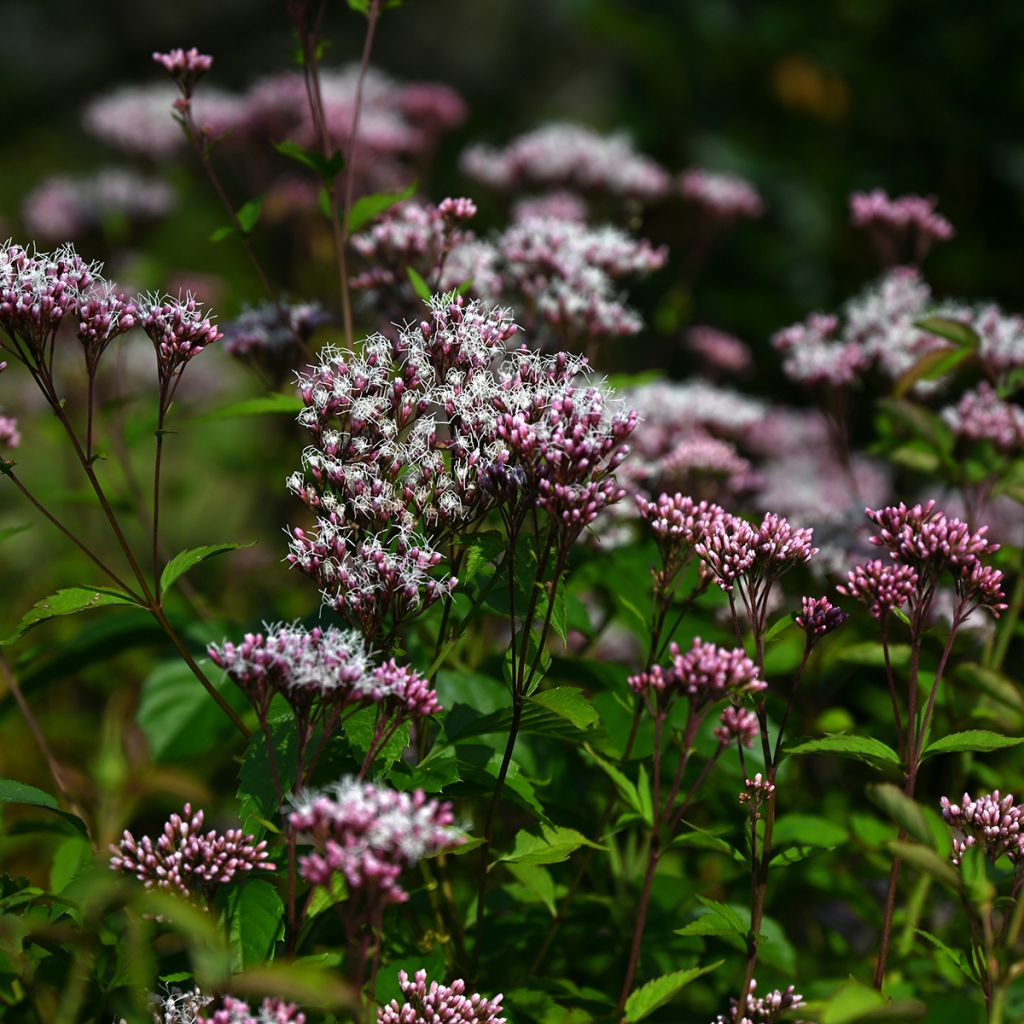 Eupatorium fistulosum Atropurpureum, Eupatoire