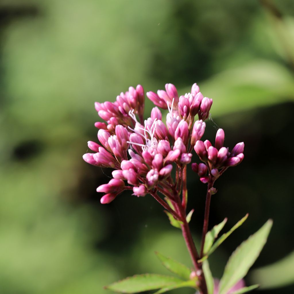 Eupatorium fistulosum Atropurpureum, Eupatoire