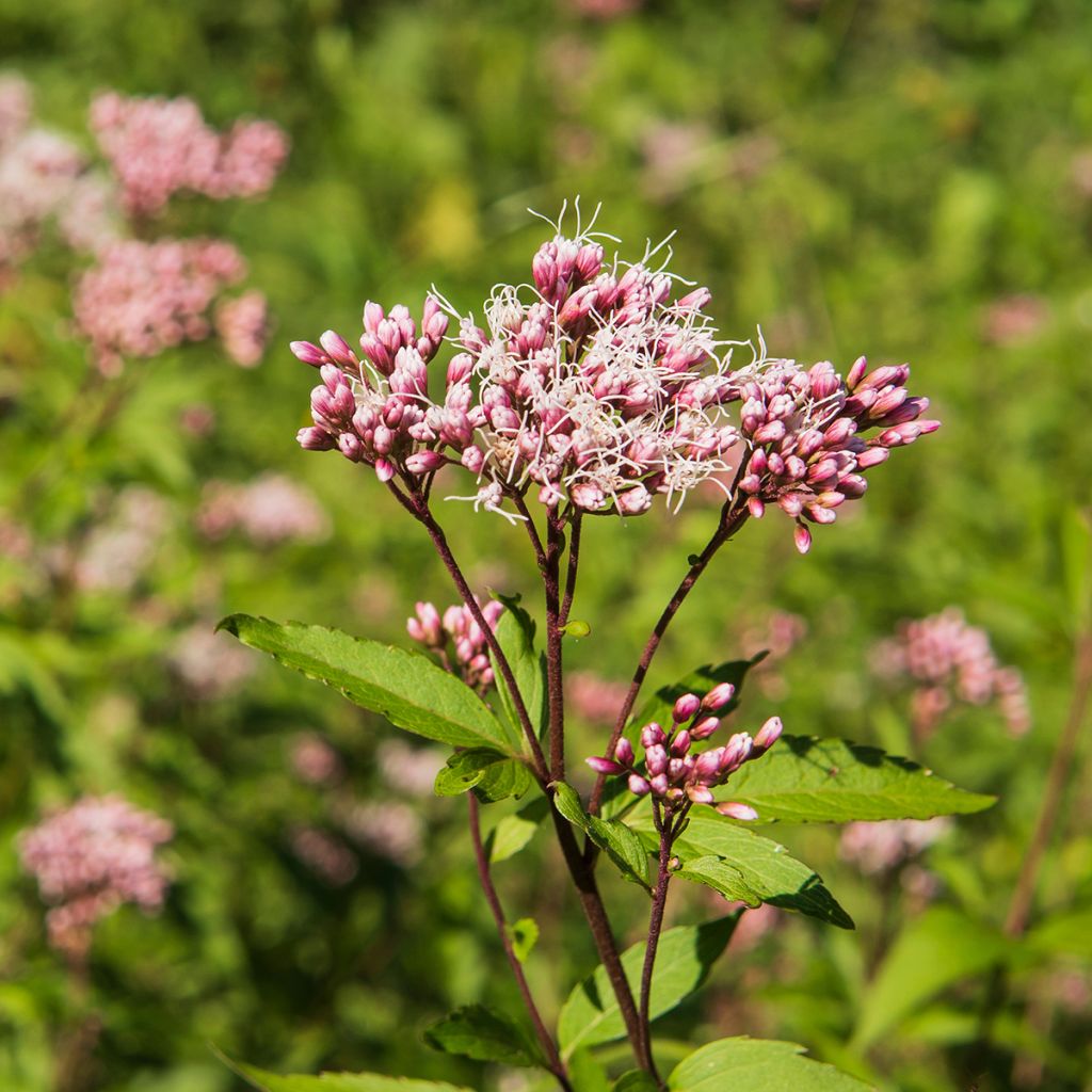 Eupatorium fistulosum Atropurpureum, Eupatoire