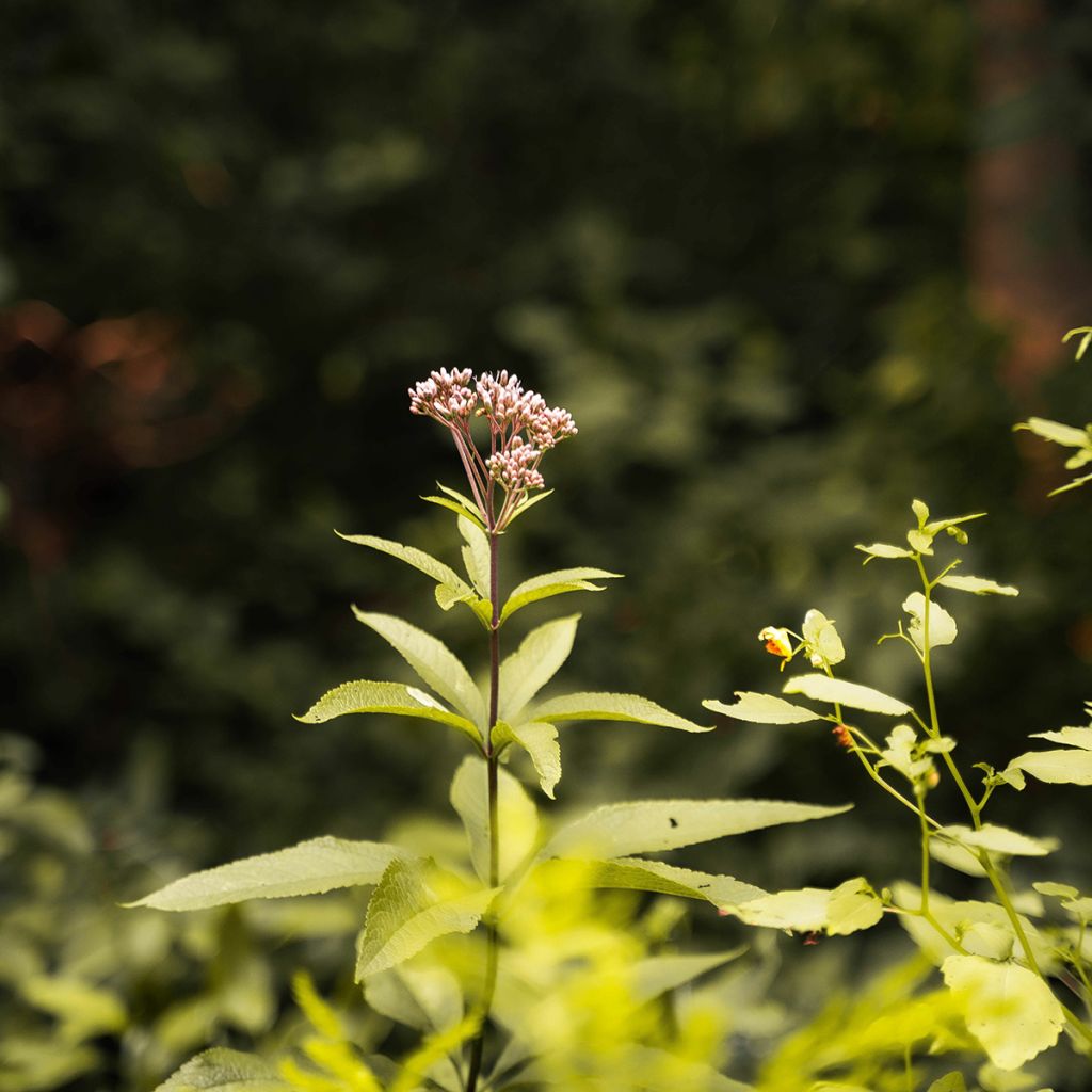 Eupatorium fortunei, Eupatoire