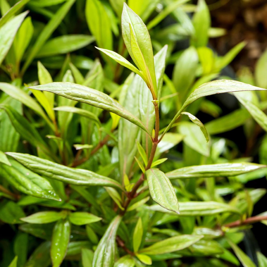 Eupatorium fortunei, Eupatoire