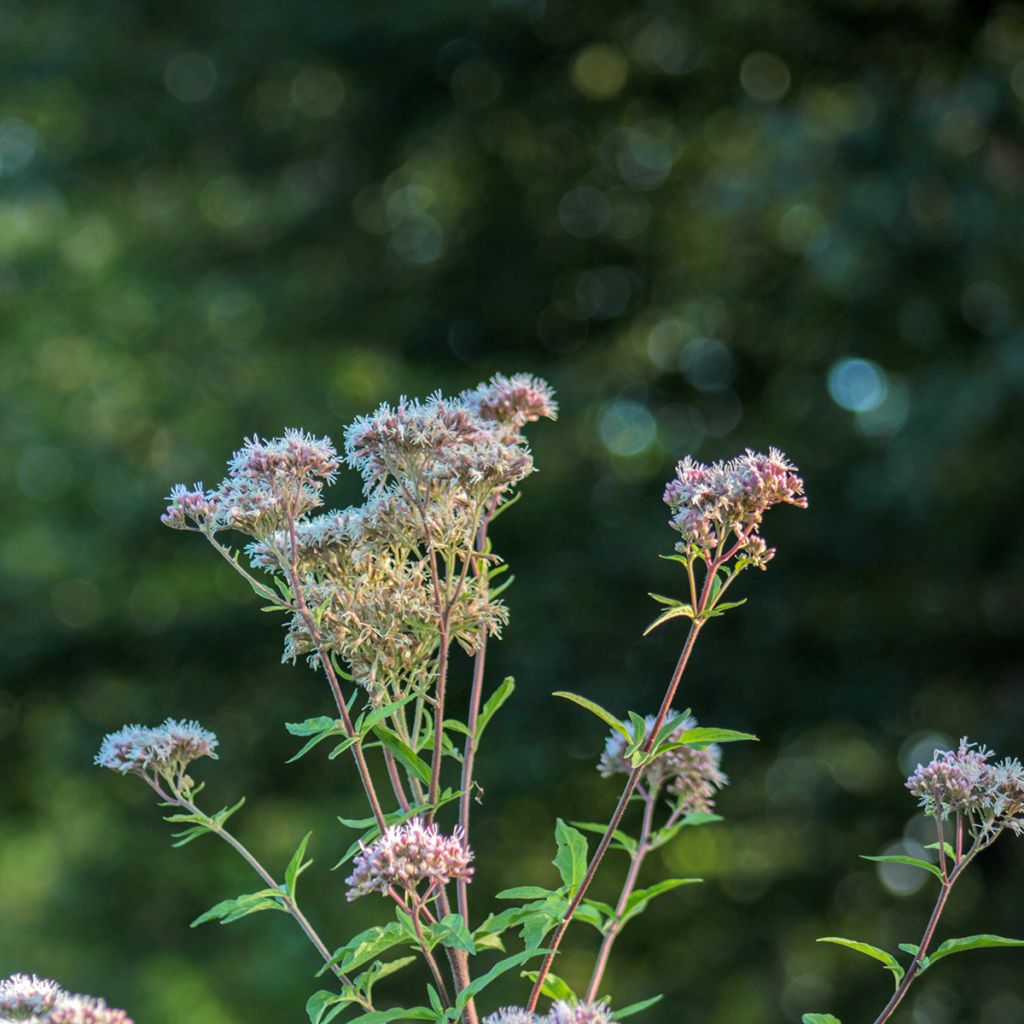 Eupatorium fortunei, Eupatoire