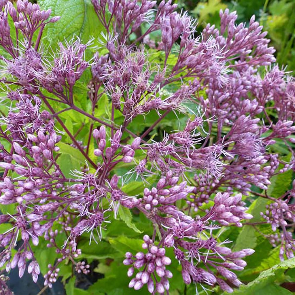 Eupatorium hybride Baby Joe - Eupatoire