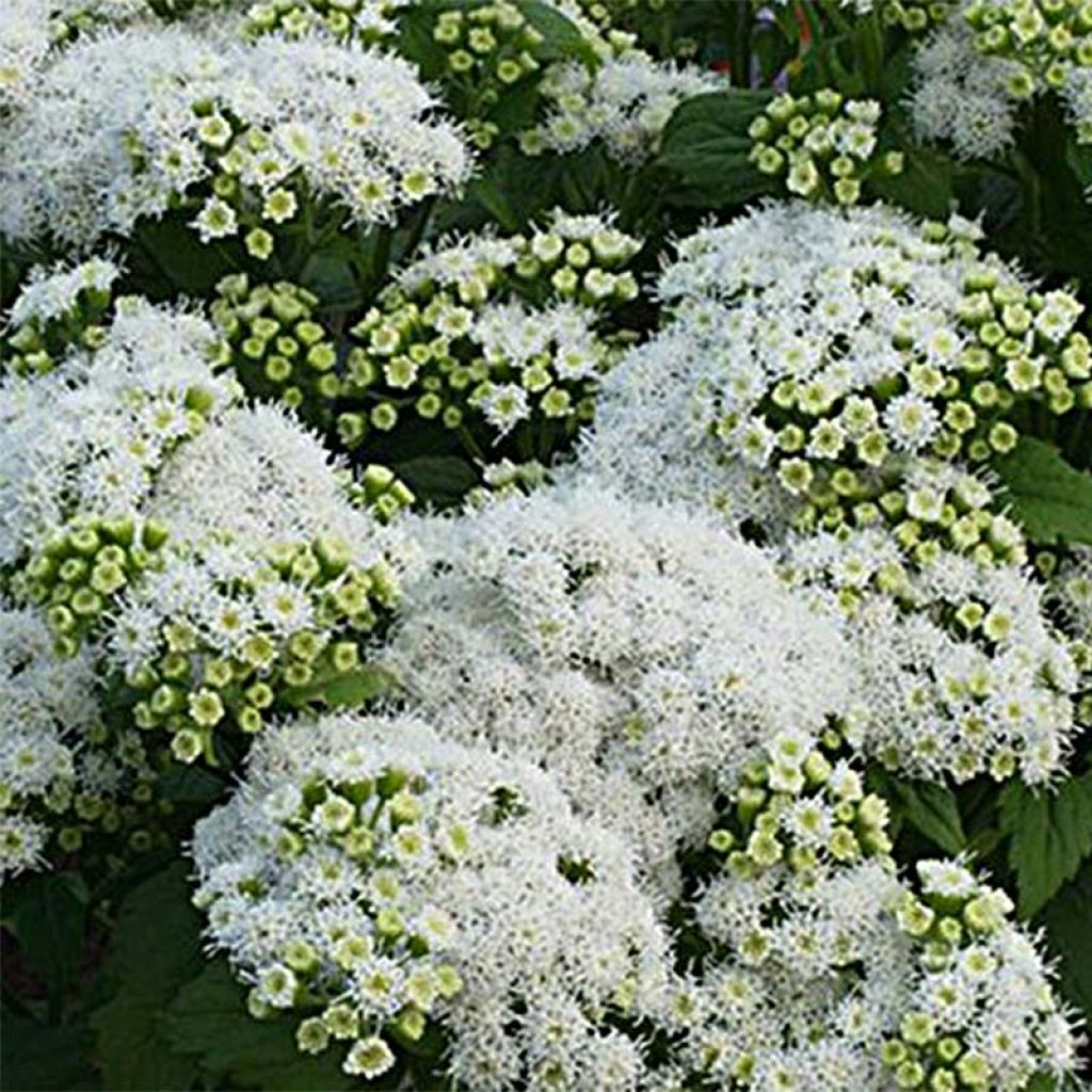 Eupatorium  hybride Lucky Melody - Eupatoire