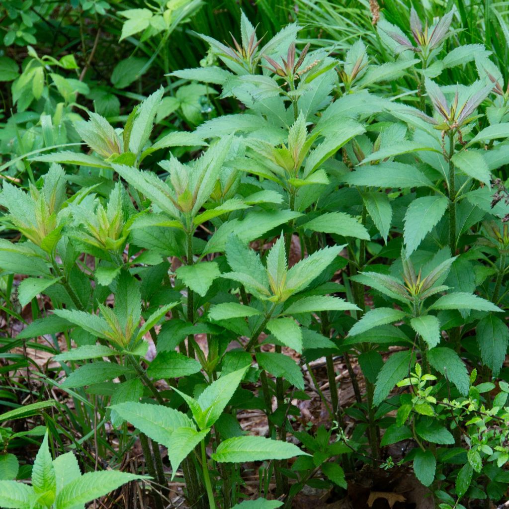 Eupatorium maculatum, Eupatoire