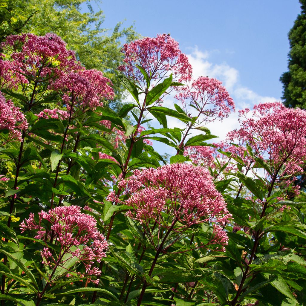 Eupatorium maculatum Atropurpureum -  Eupatoire pourpre