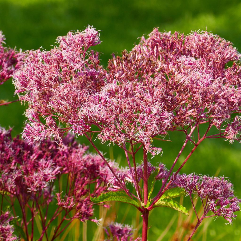 Eupatorium maculatum Atropurpureum -  Eupatoire pourpre