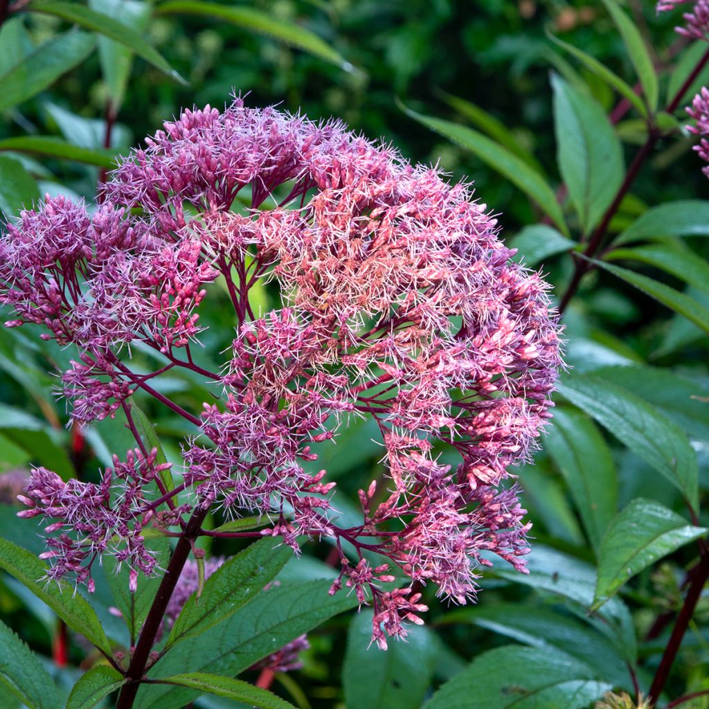 Eupatorium maculatum Atropurpureum -  Eupatoire pourpre