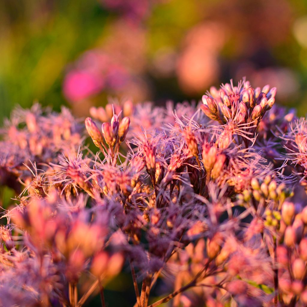 Eupatorium maculatum, Eupatoire