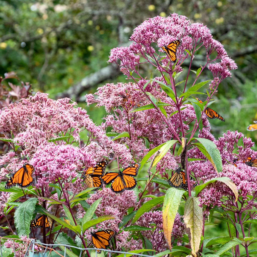 Eupatorium maculatum, Eupatoire