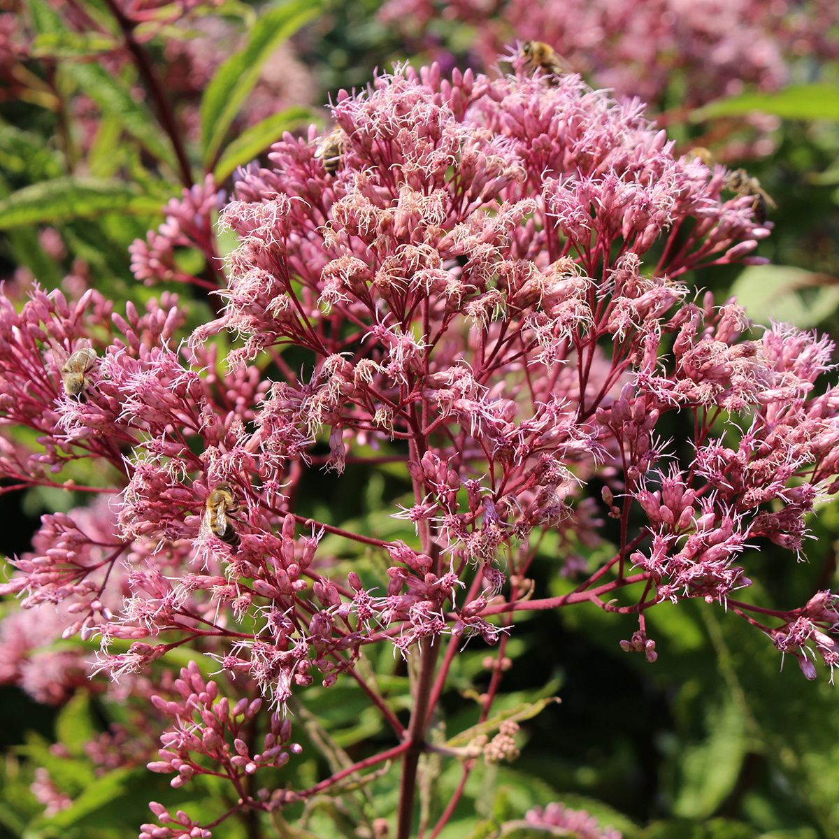 L Eupatorium Maculatum Une Profusion De Petites Fleurs Rose Pourpre L Eupatorium Maculatum Une Profusion De Petites Fleurs Rose Pourpre