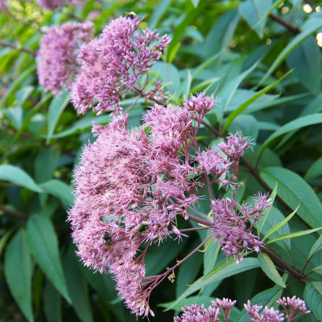 Eupatorium maculatum Purple Bush - Eupatoire