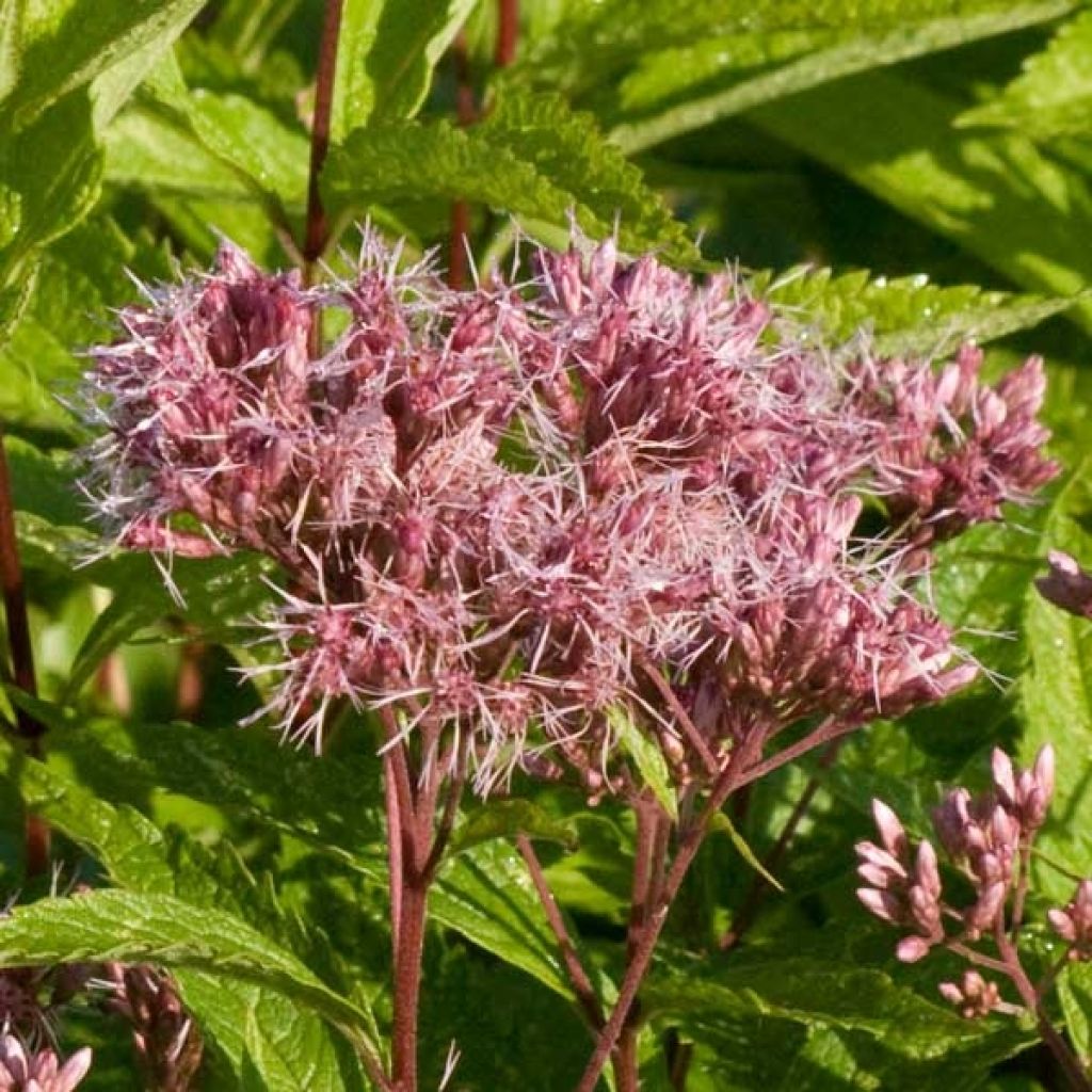 Eupatorium maculatum Purple Bush - Eupatoire