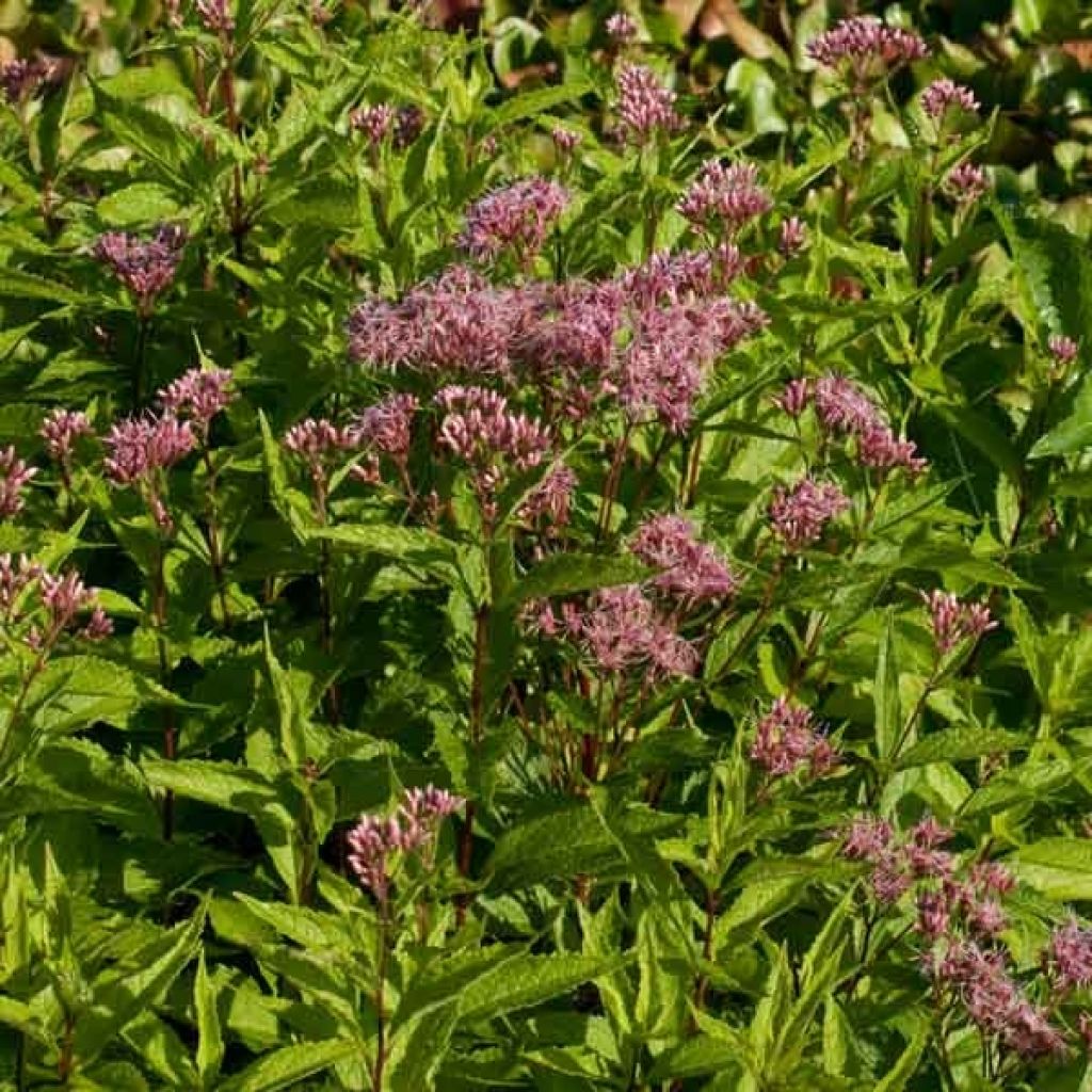 Eupatorium maculatum Purple Bush - Eupatoire