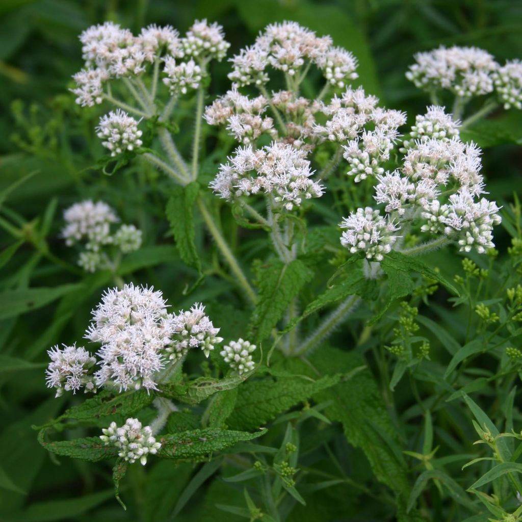 Eupatorium perfoliatum, Eupatoire