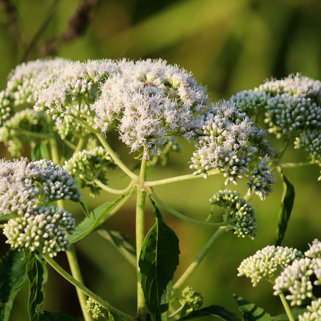 Eupatorium perfoliatum - Eupatoire perfoliée