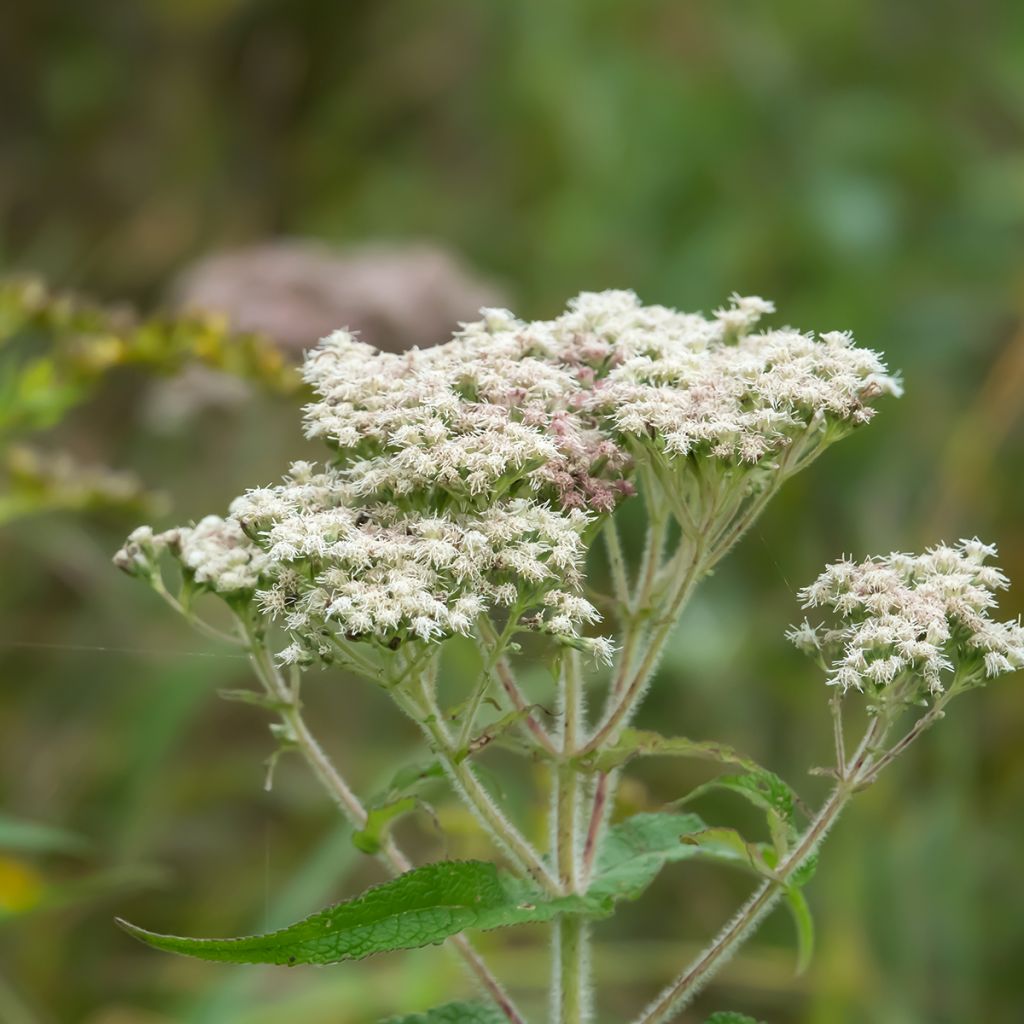 Eupatorium perfoliatum - Eupatoire perfoliée