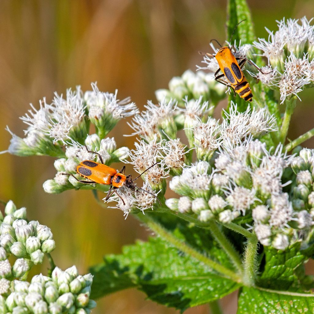 Eupatorium perfoliatum - Eupatoire perfoliée