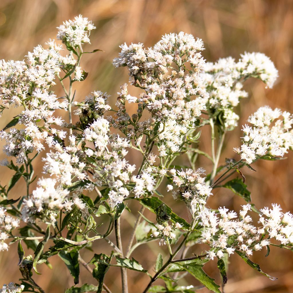 Eupatorium perfoliatum - Eupatoire perfoliée