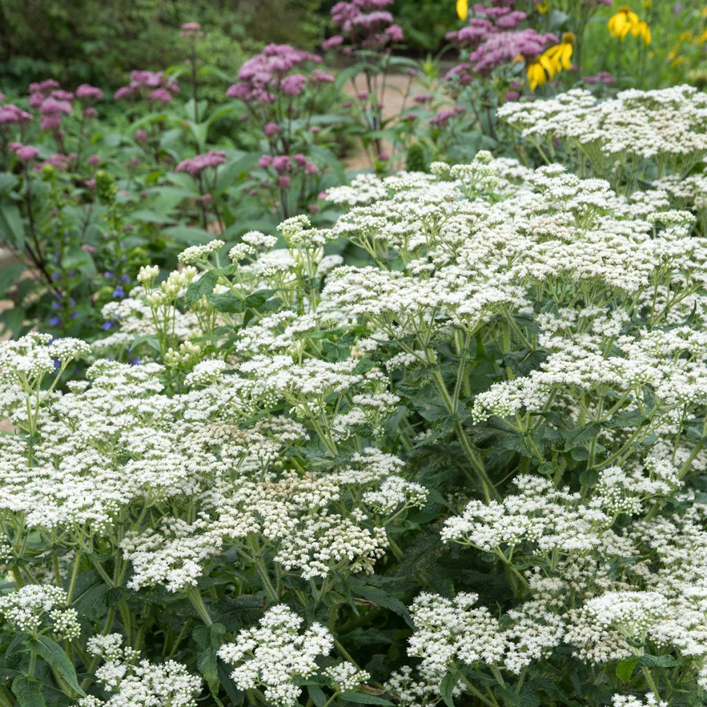 Eupatorium perfoliatum - Eupatoire perfoliée