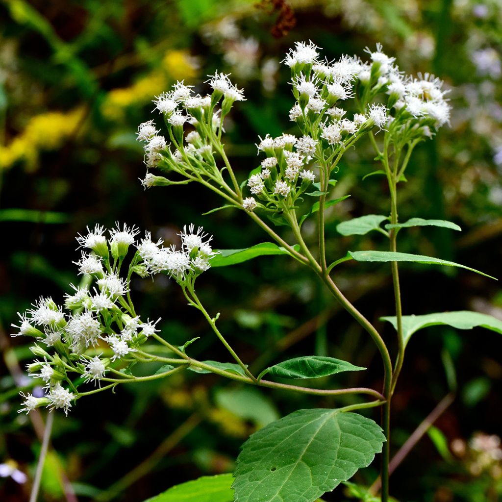 Eupatorium rugosum, Eupatoire