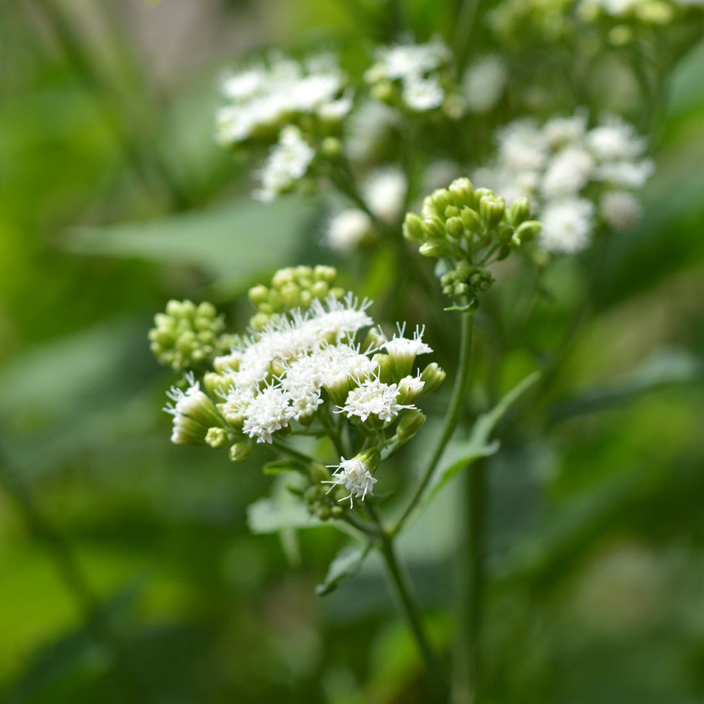 Eupatorium rugosum, Eupatoire