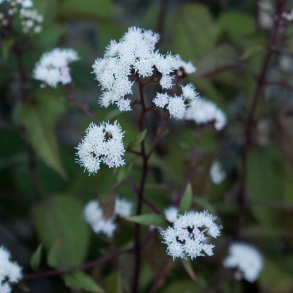 Eupatorium rugosum chocolate ou Ageratina altissima