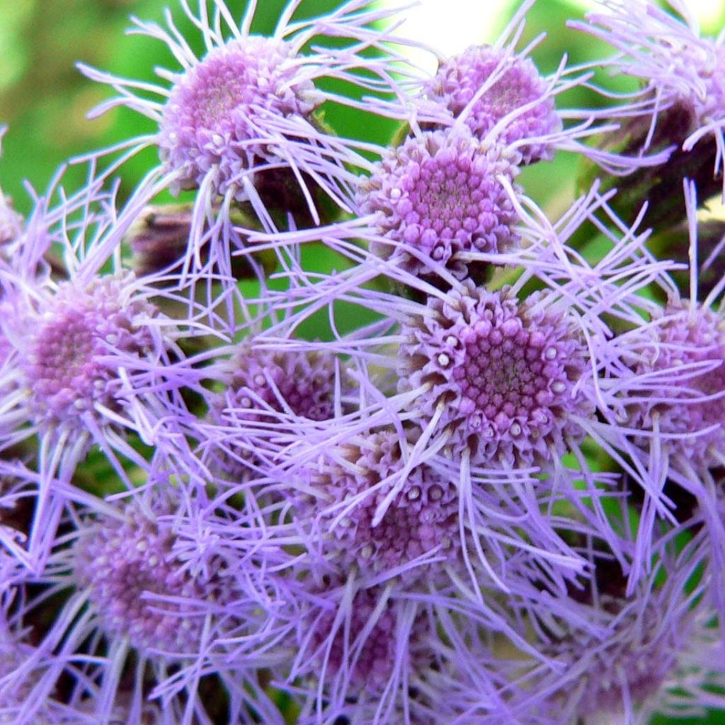 Eupatorium sordidum, Eupatoire