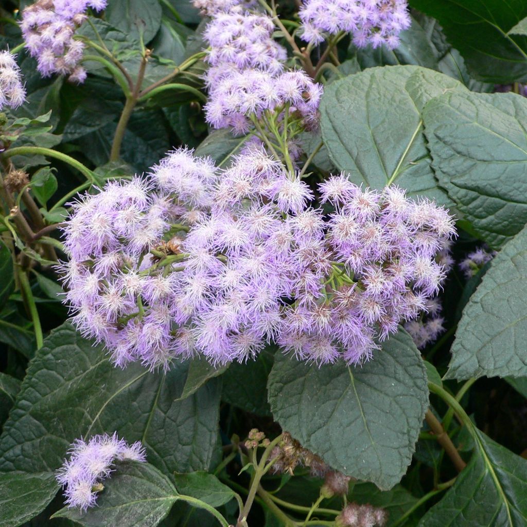 Eupatorium sordidum, Eupatoire