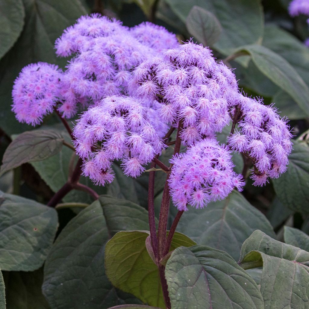 Eupatorium sordidum, Eupatoire