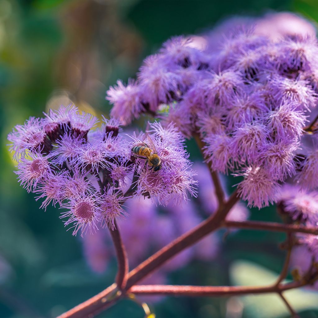 Eupatorium sordidum, Eupatoire