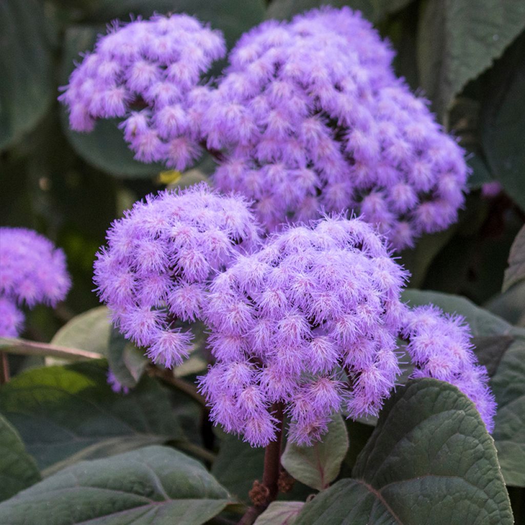 Eupatorium sordidum, Eupatoire